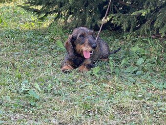 Jazvečík hrubosrstý s PP - 8