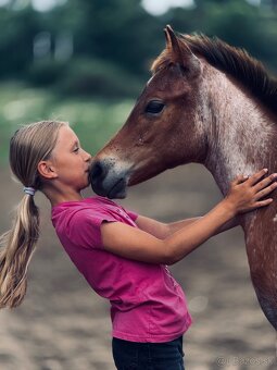 American Quarter horse kobylka - 8