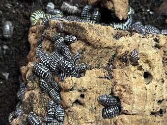Isopody na predaj bioaktívne poklady pre tvoje terárium 🐛🌿 - 8