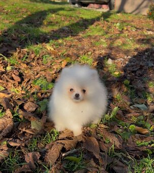 Pomeranian s PP FCI❣️ - 8