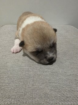 Akita Inu - 8