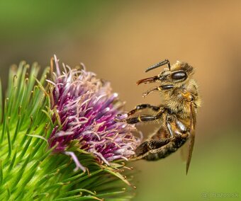 Macro Set Sony E (Full Frame / APS-C) - 8