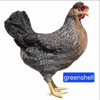 Mládky Dominant - 8