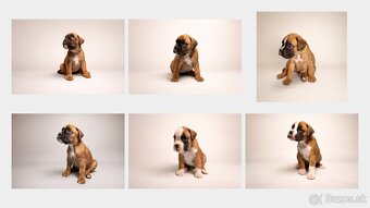 Nemecký boxer - predaj šteniatok - 8