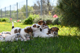 Jack Russell Terrier stenatka s PP - 8