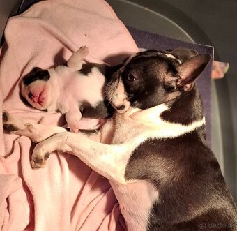 Boston,Bostonský teriér,Boston Terrier s PP - 8