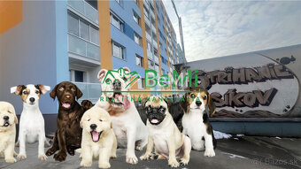 Odstúpenie - salónik - strihanie psíkov Sásová,Banská Bystri - 8