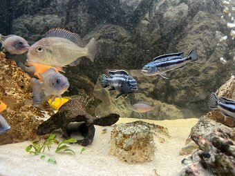 Africké Cichlidy - 8