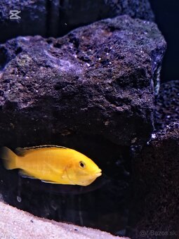 Malawi Africké cichlidy - 8