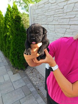 Cane Corso - 8