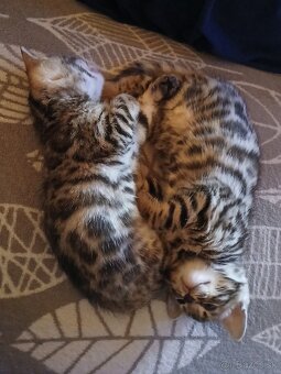 bengal bengalska macka bengalske maciatka - 8