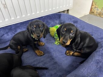 Jazvečík kratkosrstý - 8