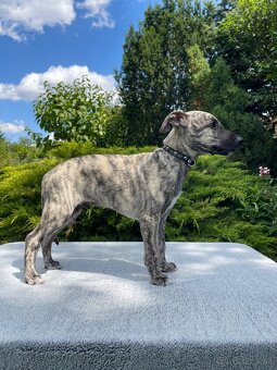 Whippet s PP - 8