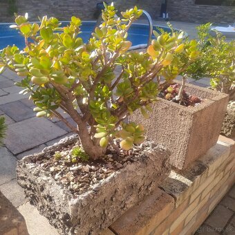 ▶️▶️ izbové BONSAI -tučnolist ▶️▶️ - 8