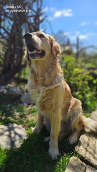 Zlatý retriever - 8