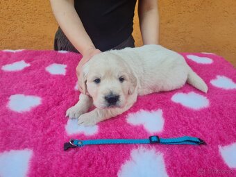 Zlatý retriever - šteniatka s PP, poslední 2 chlapci voľní - 8