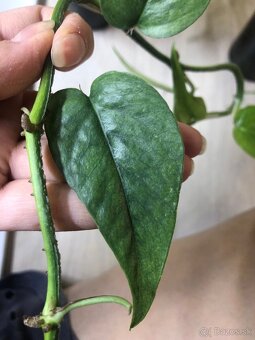 epipremnum pinnatum mint - 8