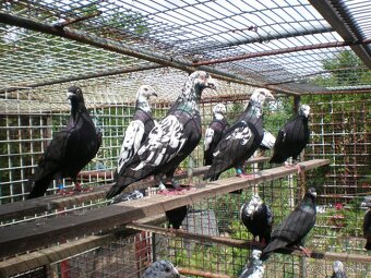 Predám poštové holuby - 8