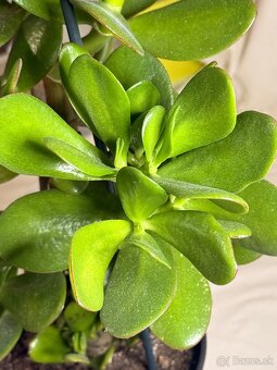 Tucnolist krasne velke listy - 8