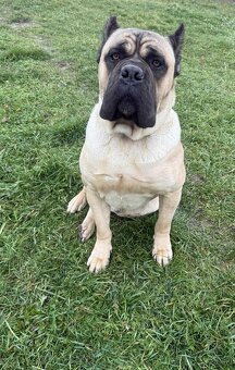 Cane Corso šteniatka - 8