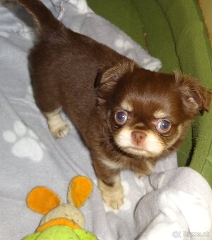 civava krátkosrstá,dlhosrstá. - 8