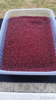 české korále více barev viz fota 1 kg 5 e - 8