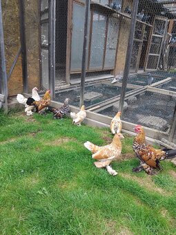 Sliepky milflerky - 8