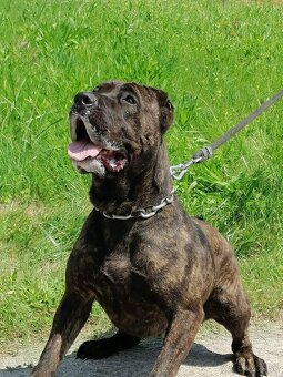 Presa Canario - 8
