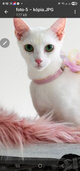 Ruská modrá biela- mačiatko na predaj - 8