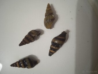 Rastliny do akvária - 8