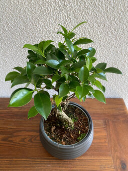 Fikus Ficus Retusa bonsaj - 8