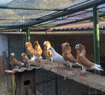 Holuby Parohnare,Kapuciny,Poštove biele - 8