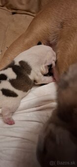 Francúzsky buldoček na krytie - 8