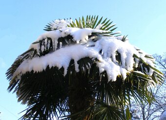 Palmové semená - Trachycarpus fortunei - 8