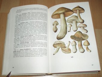 Huby lesov, polí a lúk - 8