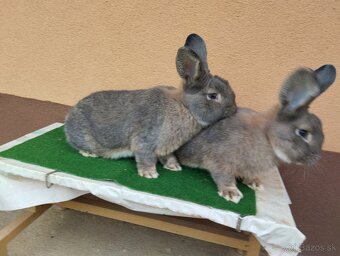 VIDENSKY.  DIVO. MODRY - 8