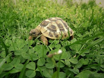 Suchozemská korytnačka - 8