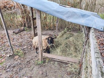 Baranček, Ouessantská ovca - 8