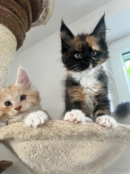 maciatka maine coon/ mainska myvalia - 8