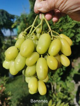 Sadenice viniča - 8