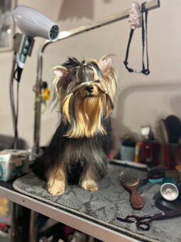 Yorkshire terrier, york - 8