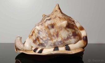 Krásna stará veľká mušľa - 8