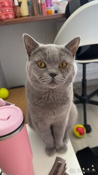 Škodské mačiatka - 8