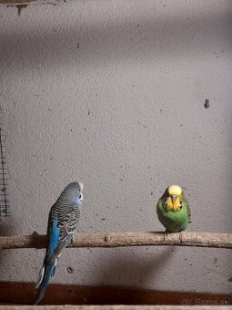 Andulky mladata 2025 - 8