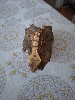 Pagekon Riasnaty - 8