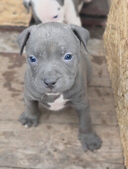 Americký Staford Šteniatka - 8