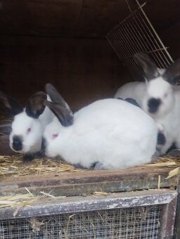 Kalifornsky kralik - 8