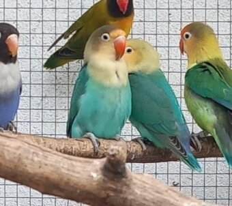 Agapornisy fischeri a škraboškové - 8