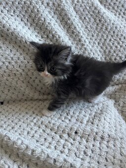 Mainská mývalia - Maine coon - 8