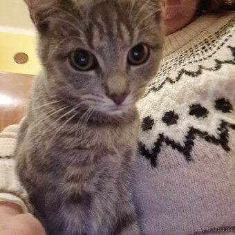 Vyhodené mačiatka a mačky - 8